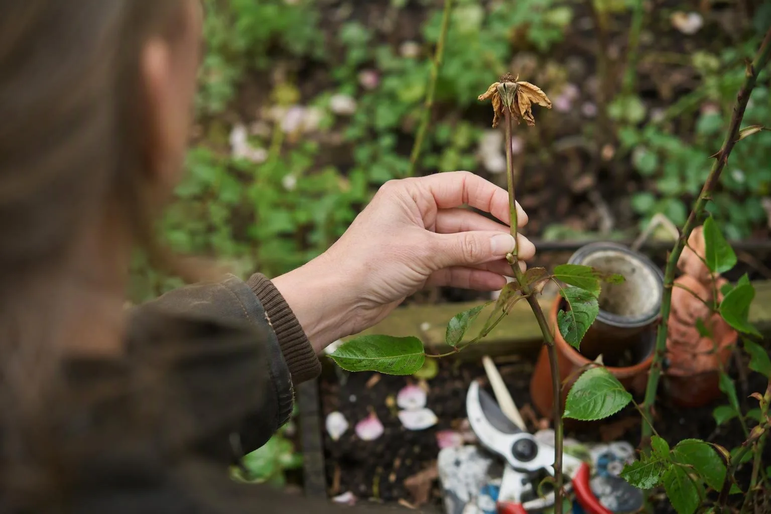 A gardener checks a faded stem for a healthy node and disease before making a careful cut.