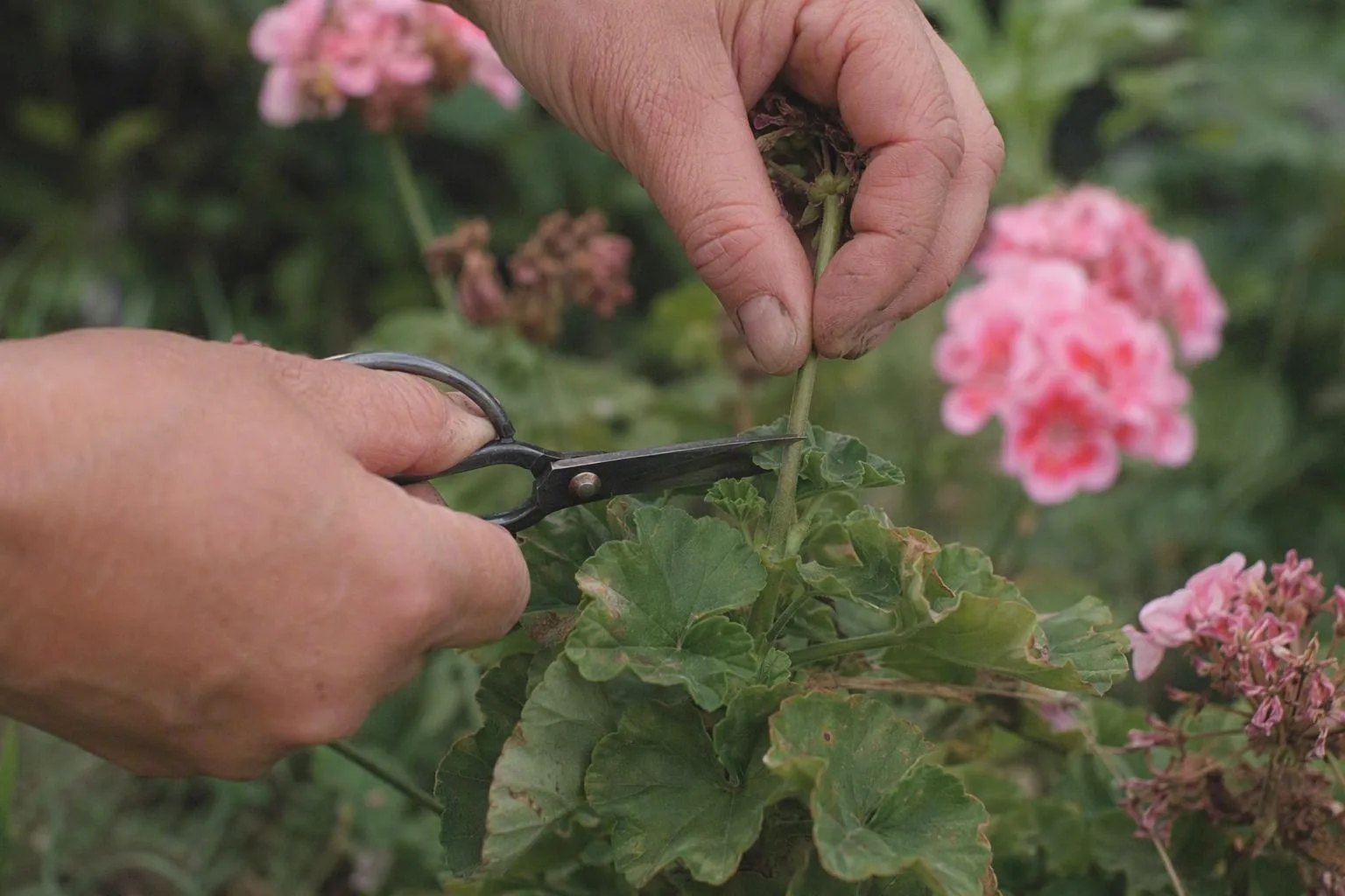 A hand trims a geranium stem just above healthy leaves, showing the precise spot for encouraging more blooms.