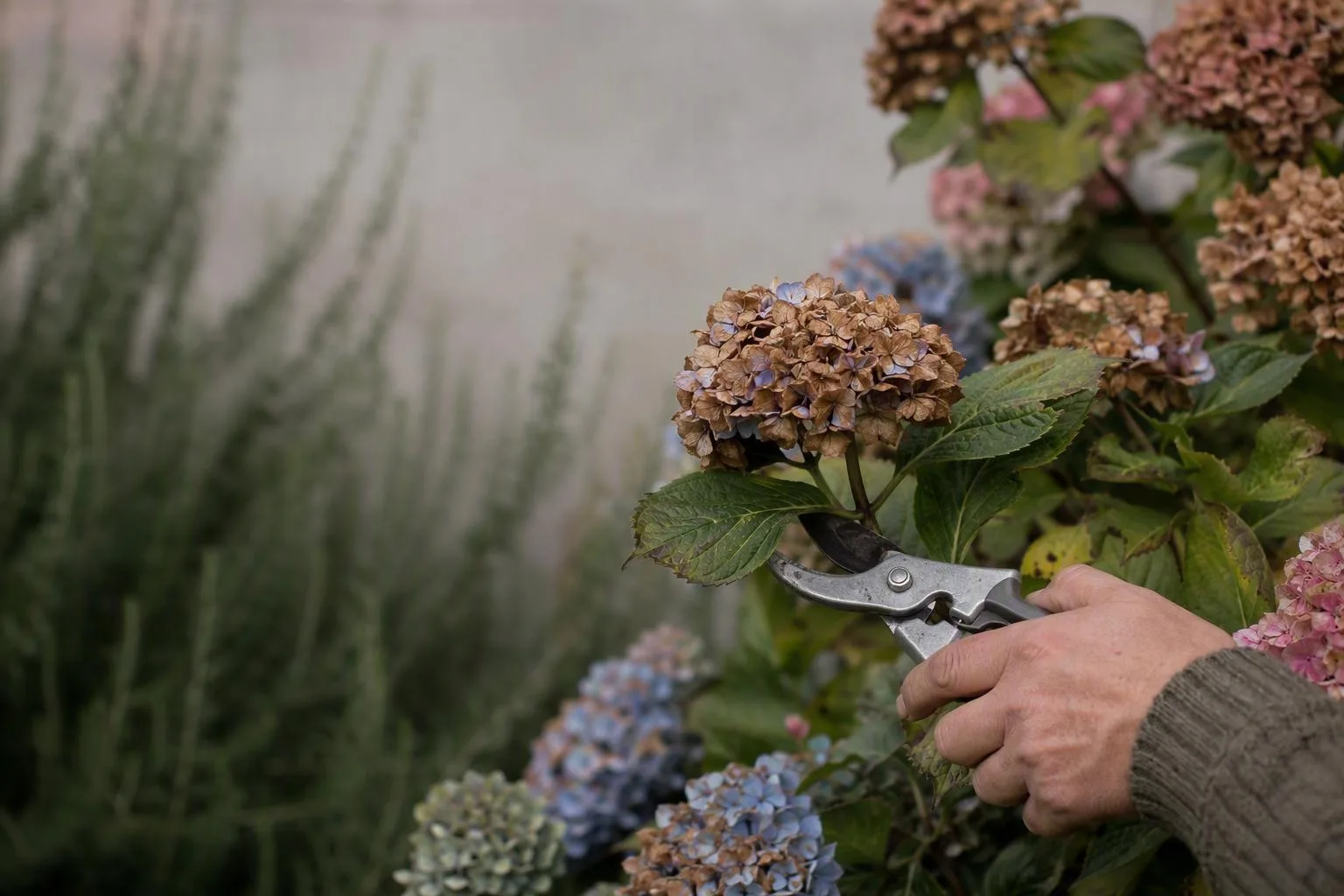 A hand trims a faded hydrangea bloom above healthy leaves, showing where to cut while protecting next season’s growth.