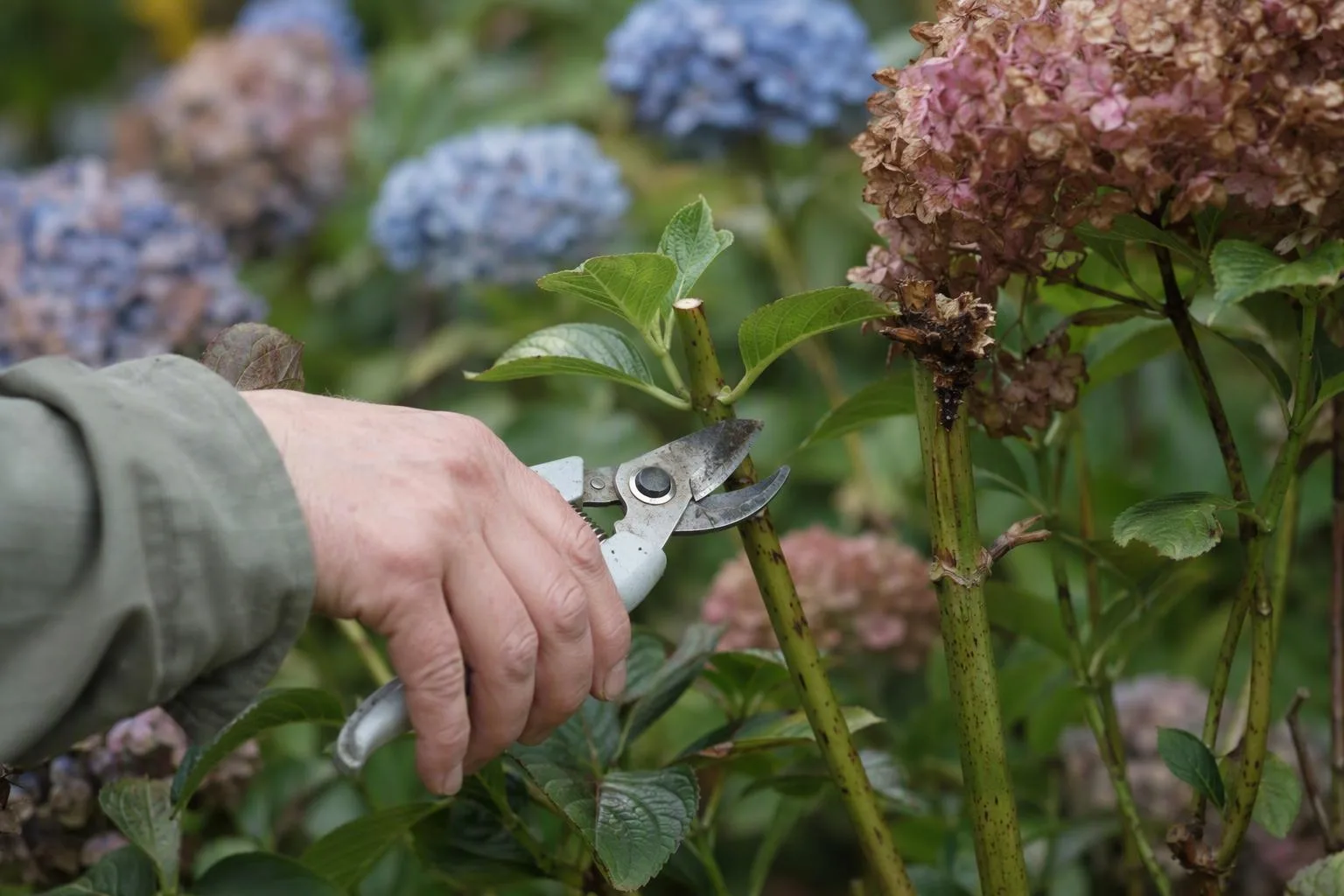 Hand-held secateurs show a clean cut above a healthy leaf pair beside a crushed stem cut.