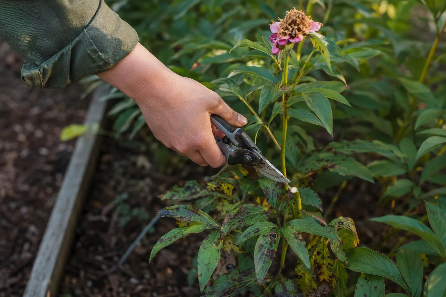 A hand pauses secateurs above a healthy peony leaf node while spotted leaves mark where the cut should stop.