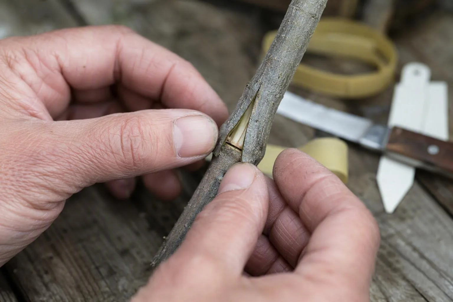 Hands expose a graft whose bark aligns while the inner green layers miss each other and the joint begins to dry.