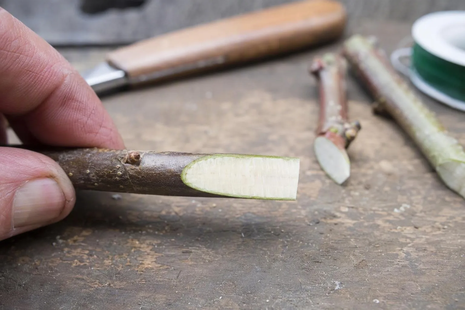 A worker steadies a young rootstock beside its clean, flat bevel cut on a worn grafting bench.
