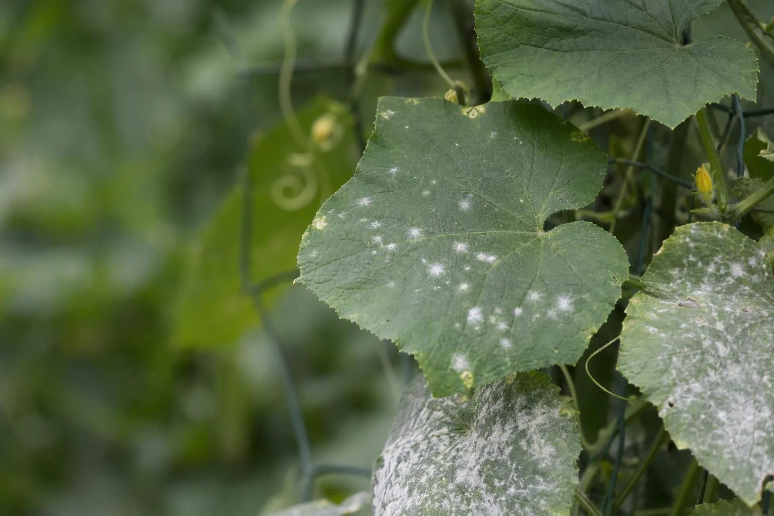 Cucumber leaves show early white mildew patches beside clean and heavily affected leaves for comparison.