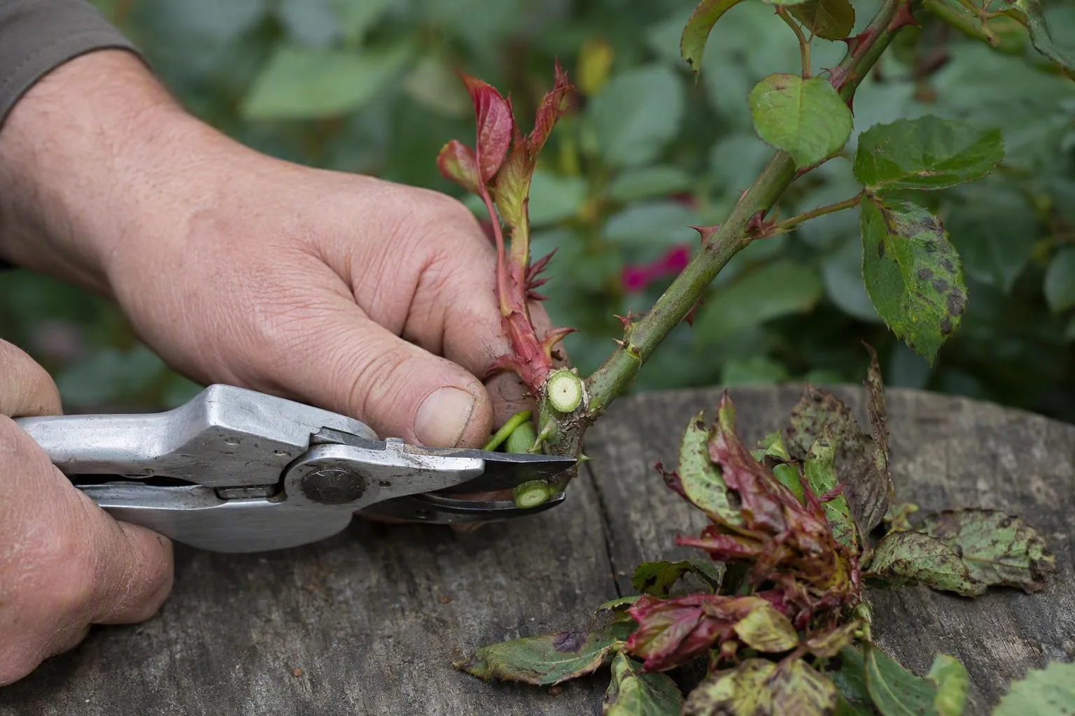 A hand cuts a distorted rose shoot just above a healthy bud, showing the recommended pruning point.