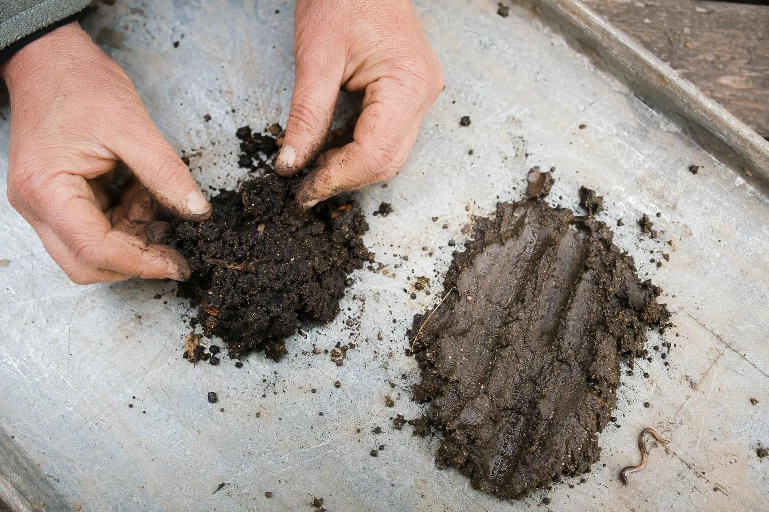 Hands compare a loose damp soil ball with a muddy smear during a garden moisture test.